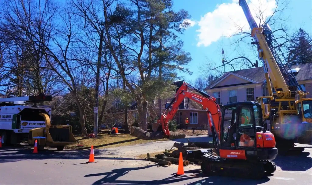 Crane tree removal toronto e1729869790841