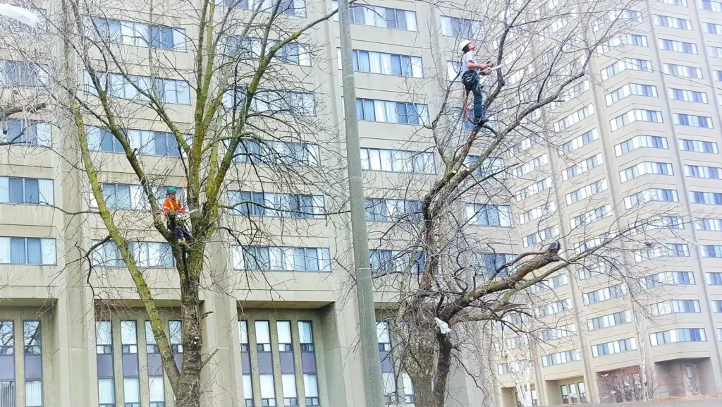 Tree Pruning Toronto
