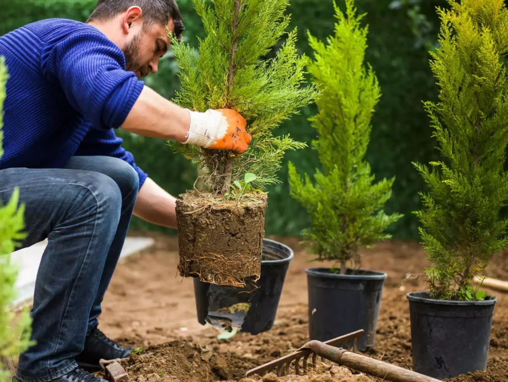 image man planting evergreen tree