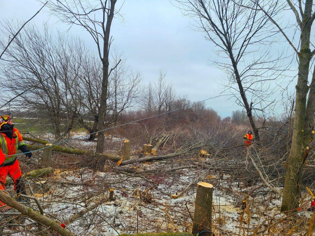 Commerical land clearing in North york the real tree masters inc scaled 1