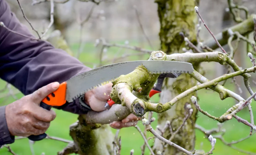 image pruning an apple tree with pruning saw