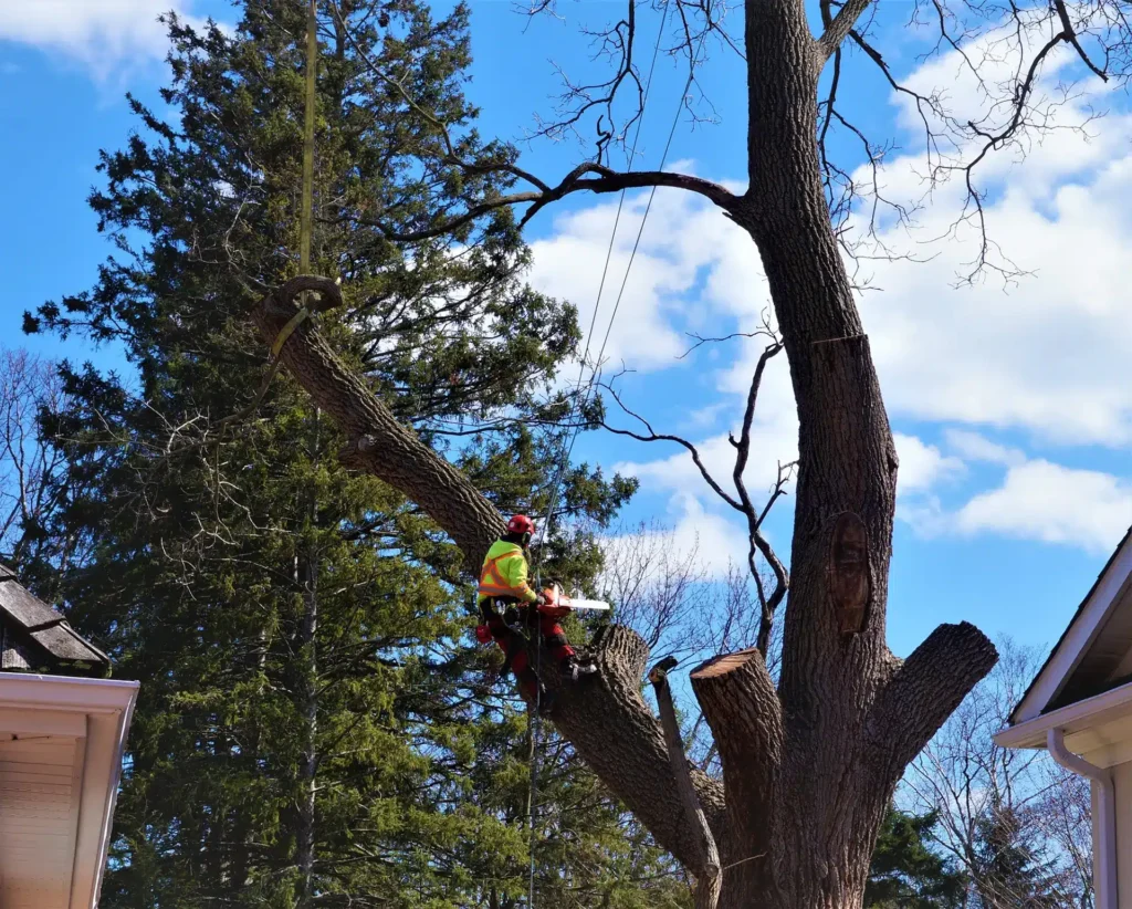 tree cutting woodbridge