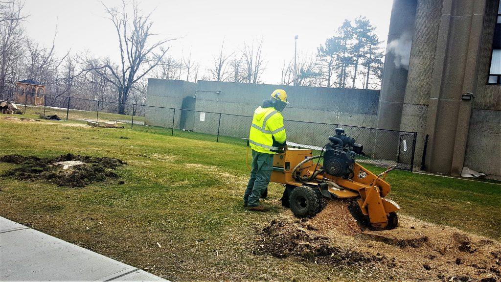 Tree Stump Removal