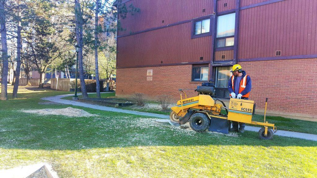 Tree Stump Removal Toronto