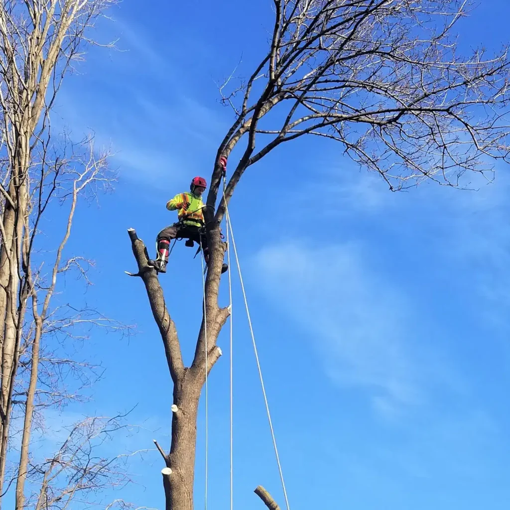 image burlington top tier arborists
