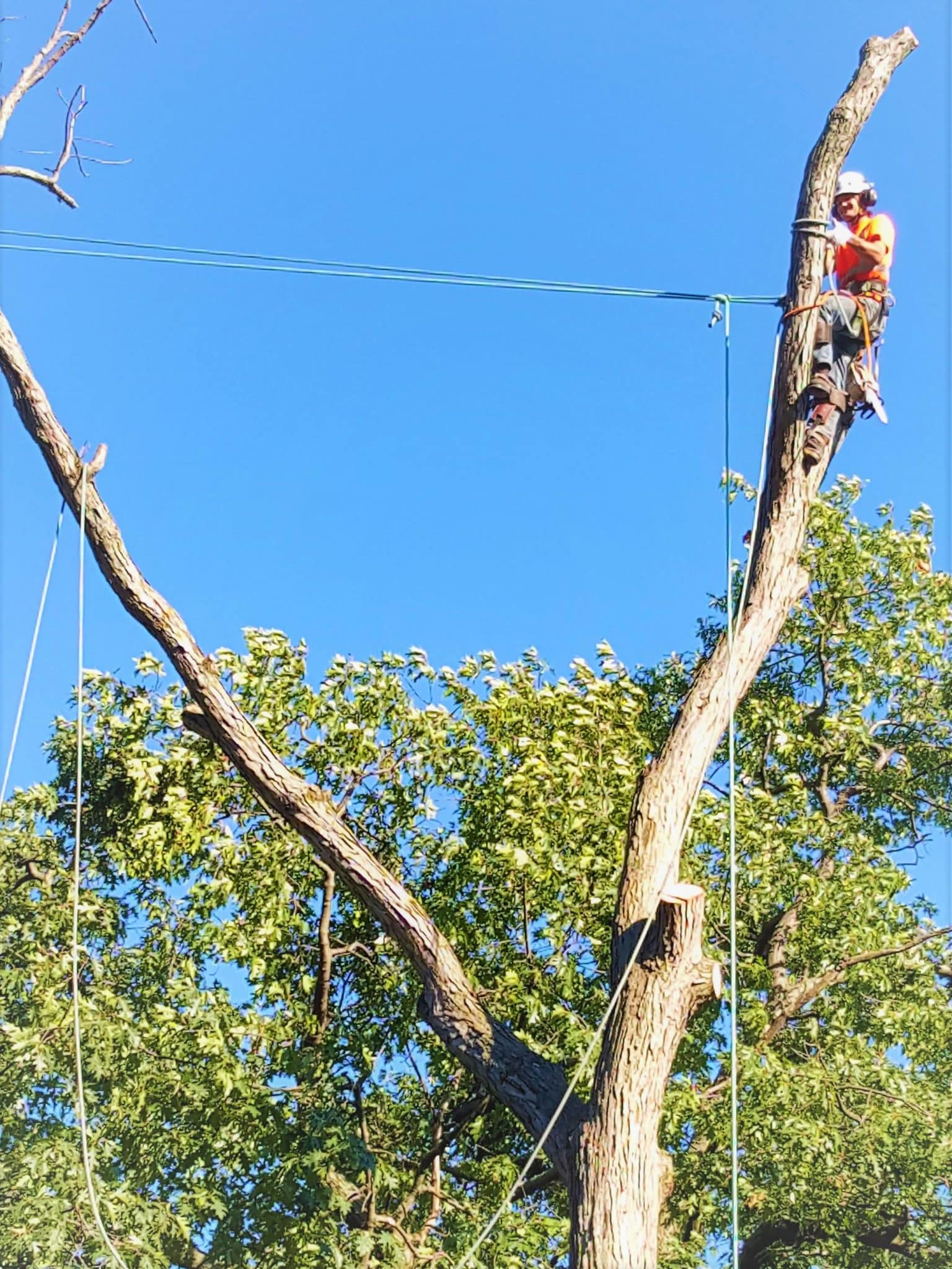 The Real Tree Masters Inc View Our Images Gallery