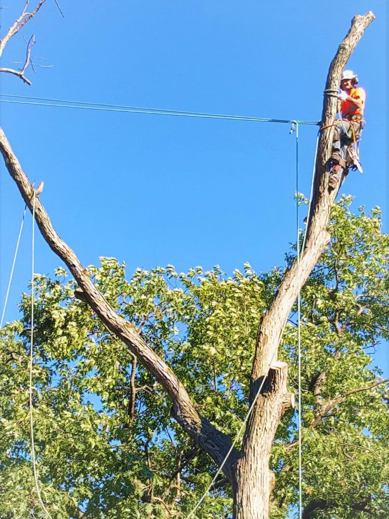 About Us| The Real Tree Master