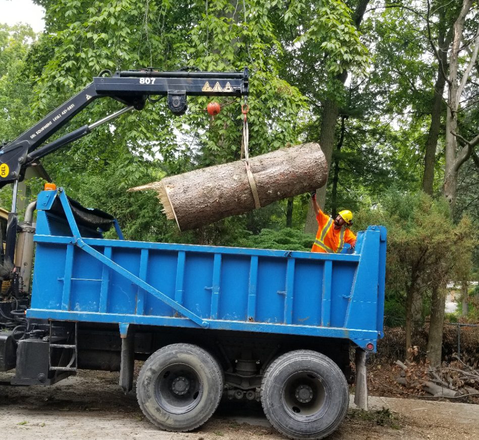 The Real Tree Masters Inc View Our Images Gallery