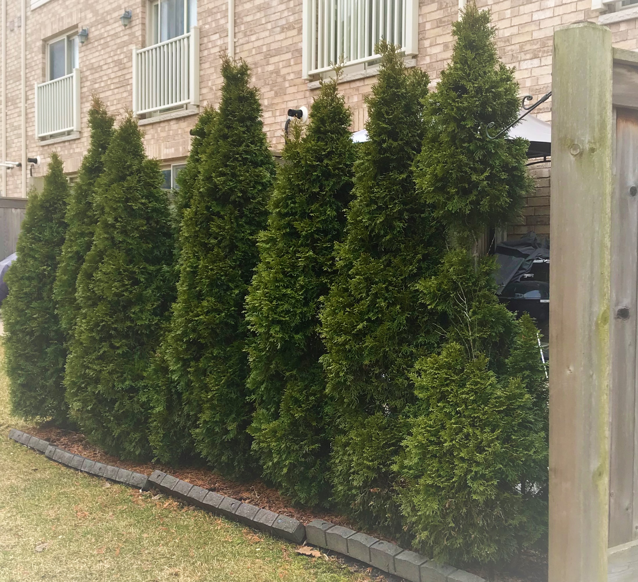 Tree Planting Service