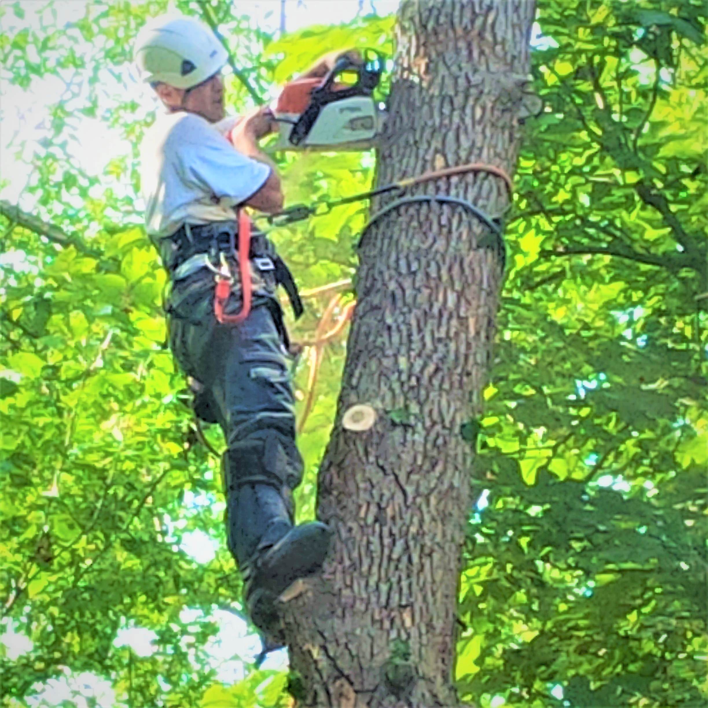 Tree trimming