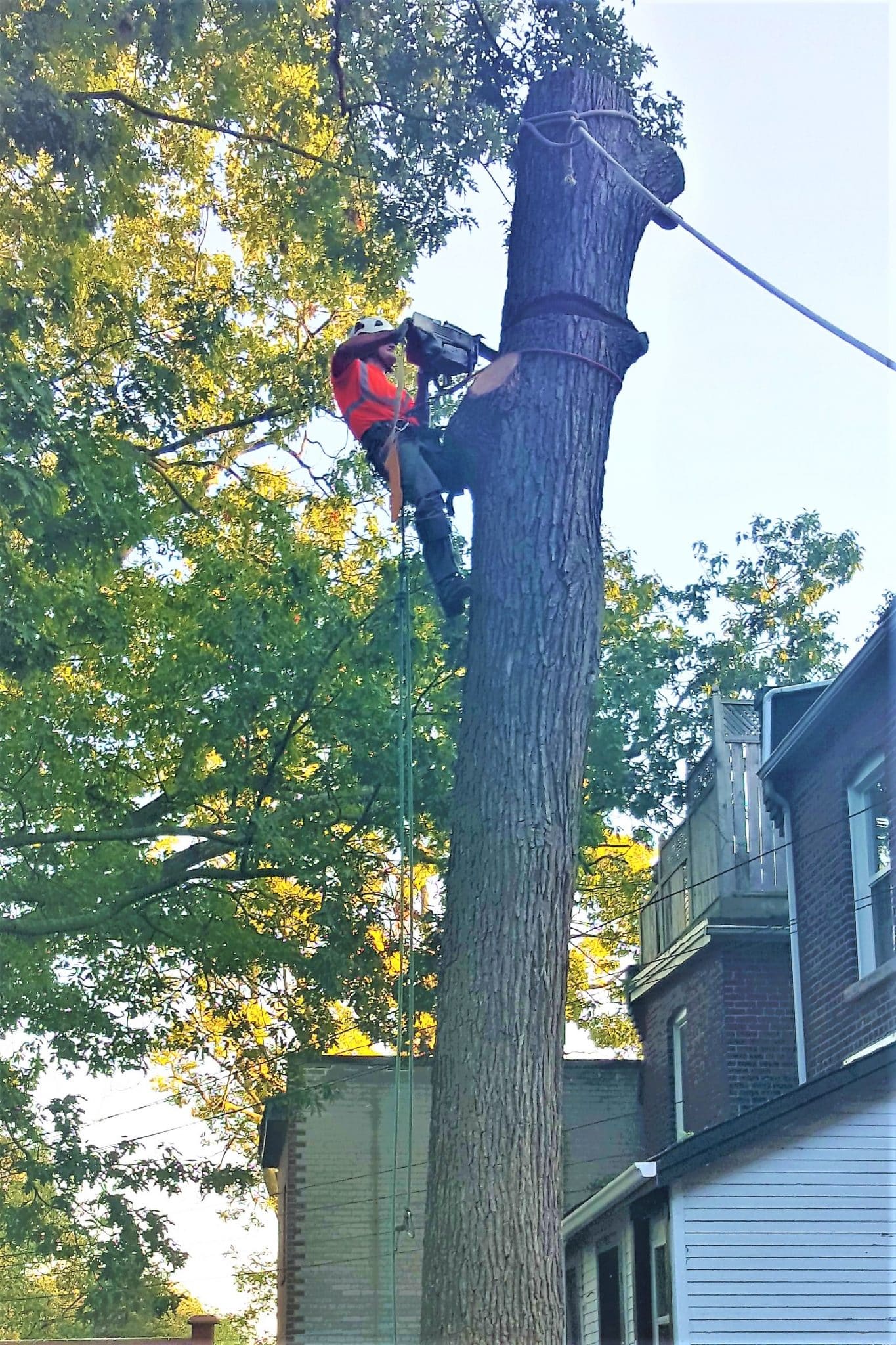 The Real Tree Masters Inc View Our Images Gallery