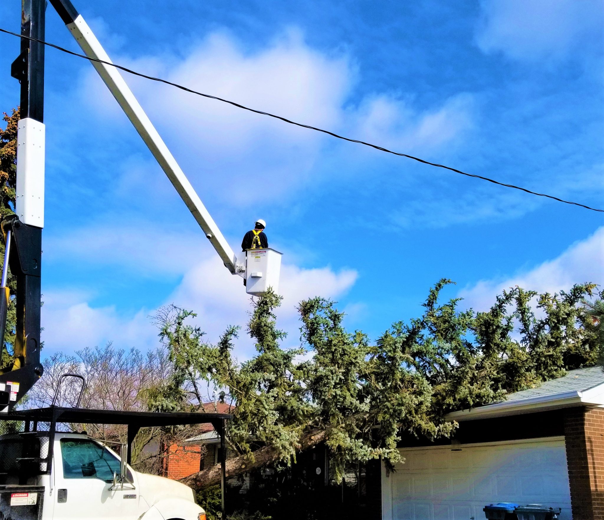 The Real Tree Masters Inc View Our Images Gallery