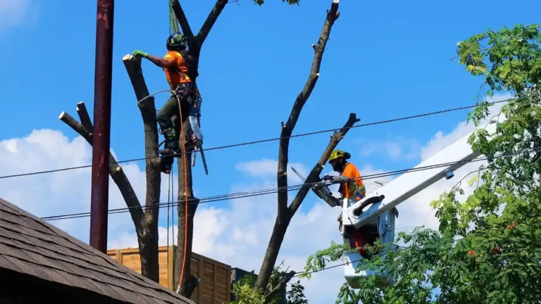 Tree removal Services 4