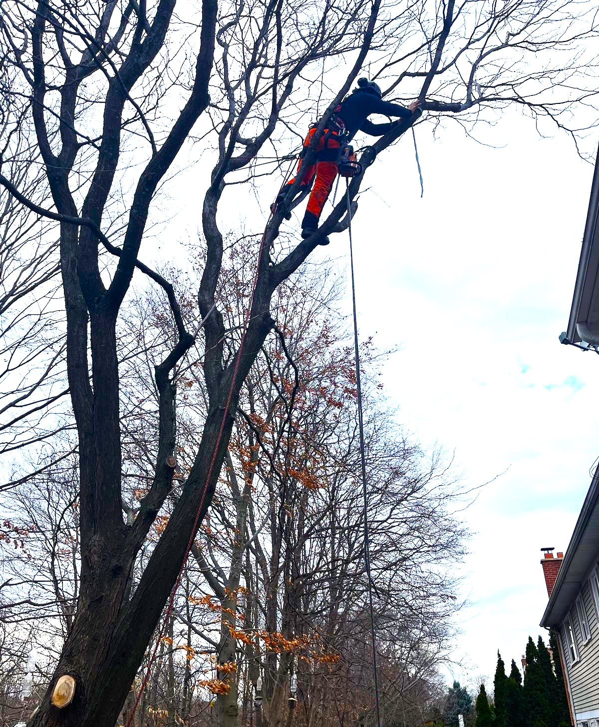 The Real Tree Masters Inc View Our Images Gallery