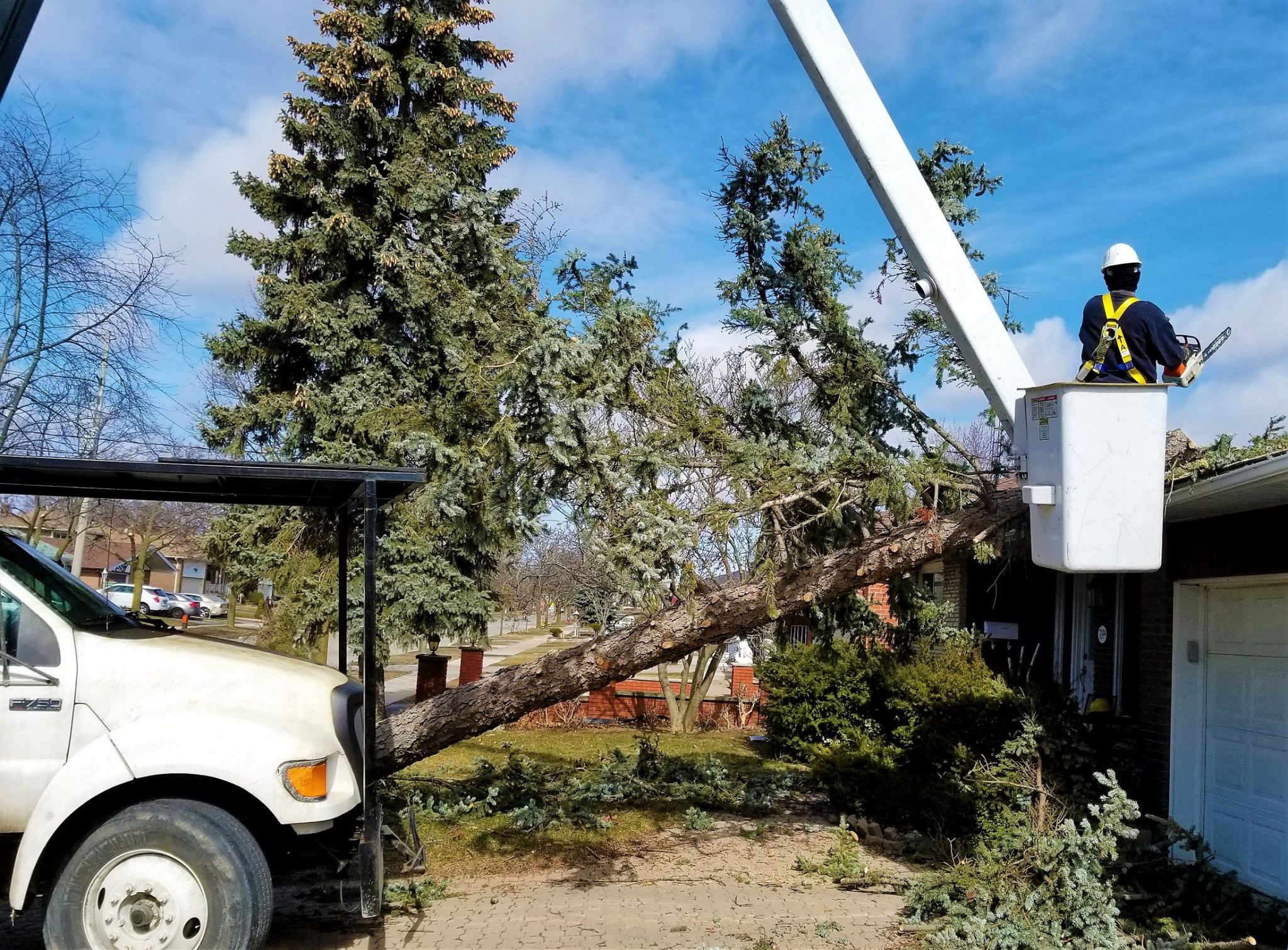The Real Tree Masters Inc View Our Images Gallery