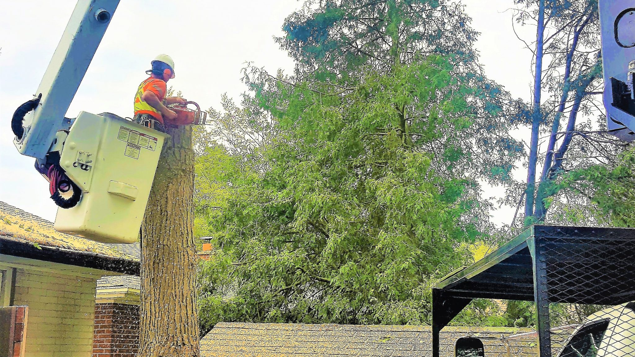 TreeservicesMississauga The Real Tree Masters Inc.
