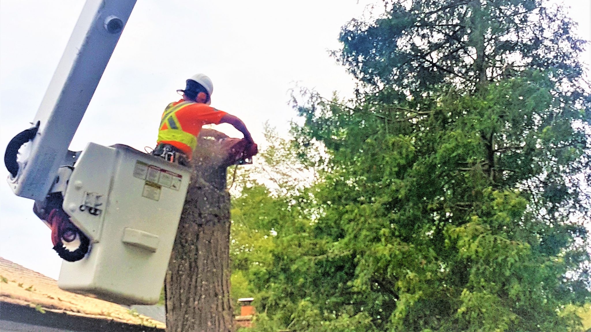 The Real Tree Masters Inc View Our Images Gallery