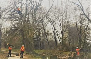 Tree Planting Burnaby