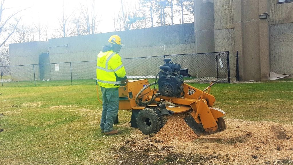 Tree Stump Removal & Stump Grinding Service Tree Masters Inc.