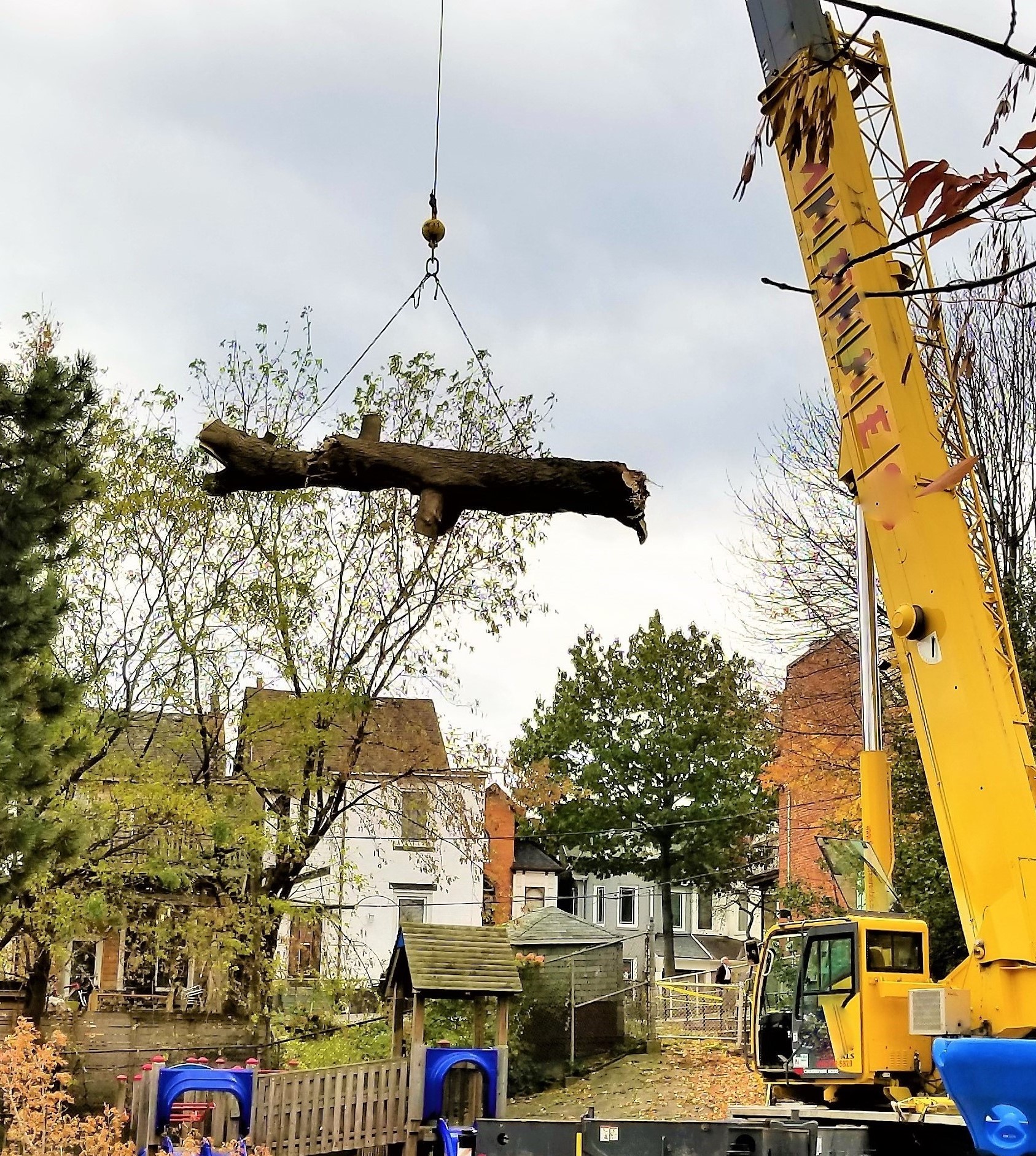 The Real Tree Masters Inc View Our Images Gallery