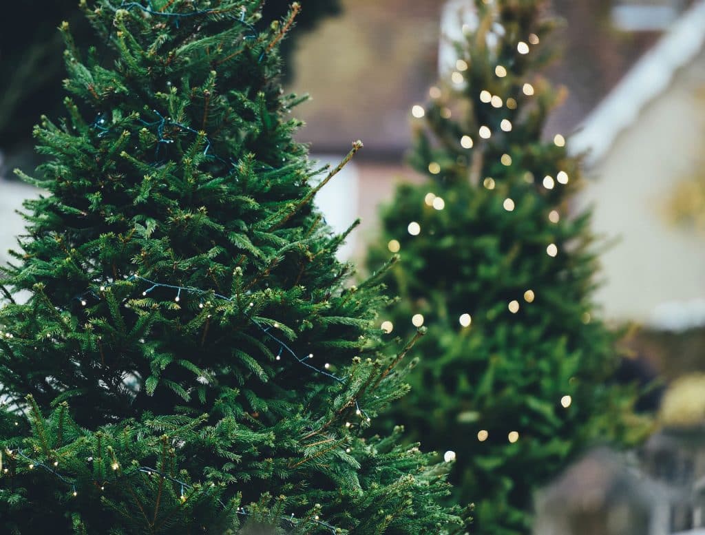 How to Choose a Real Christmas Tree The Real Tree Masters Inc.