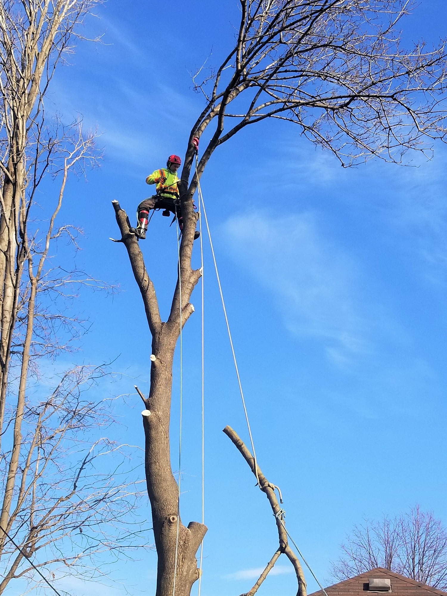 The Real Tree Masters Inc View Our Images Gallery