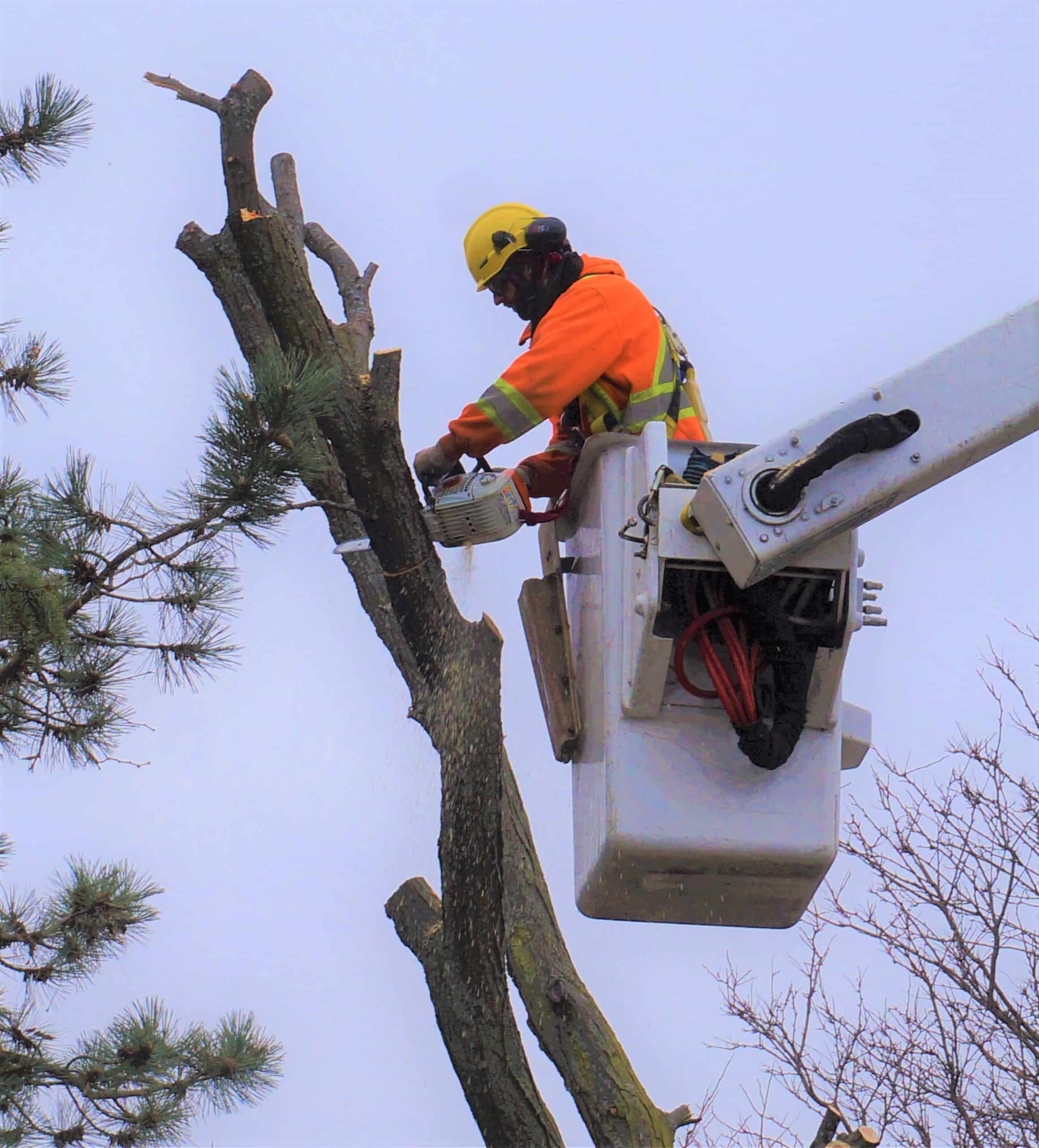 Oakvilletreeremovalservice The Real Tree Masters Inc.