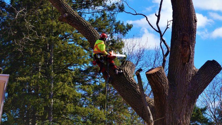 tree Removal Oakville
