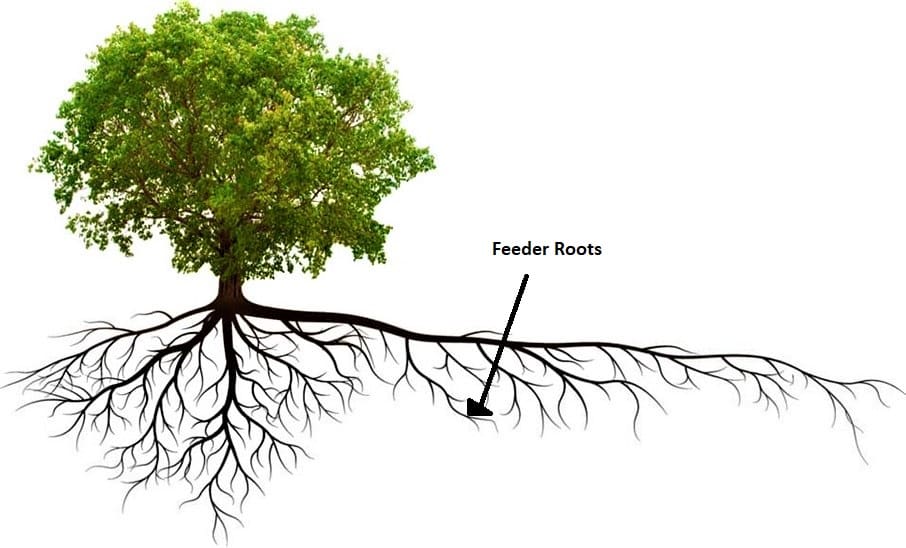 Deep Root Fertilization Tree & Shrub The Real Tree Masters Inc.