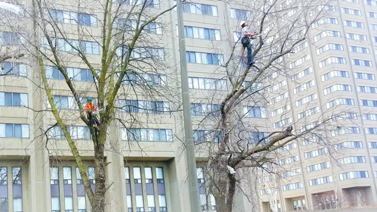 Tree Pruning Toronto
