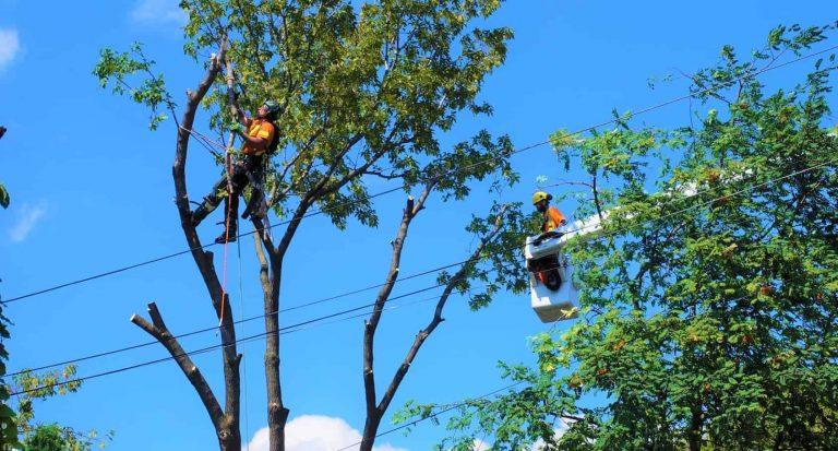tree surgeon tree care