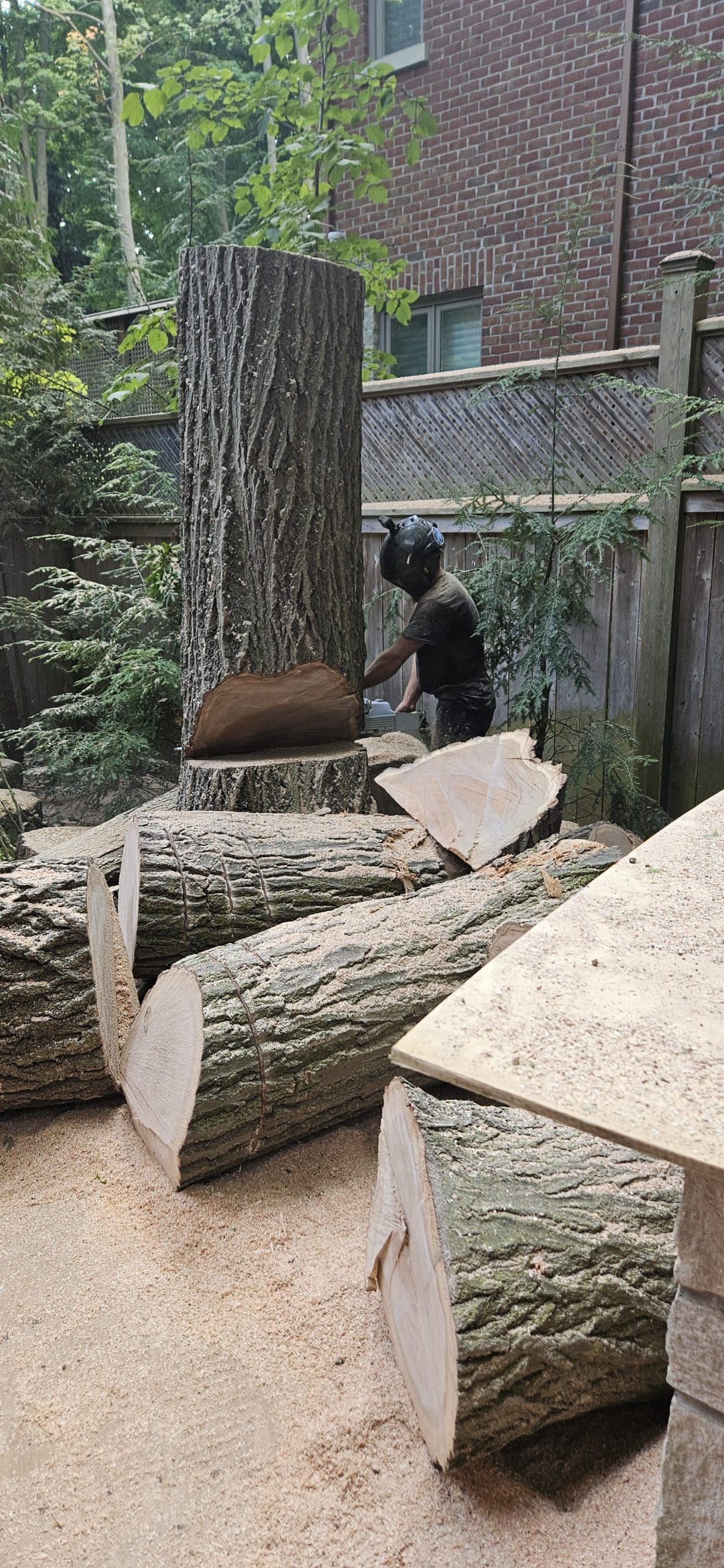 Tree Removal Oakville Safe, Insured, & Fast Tree Removal Near Me
