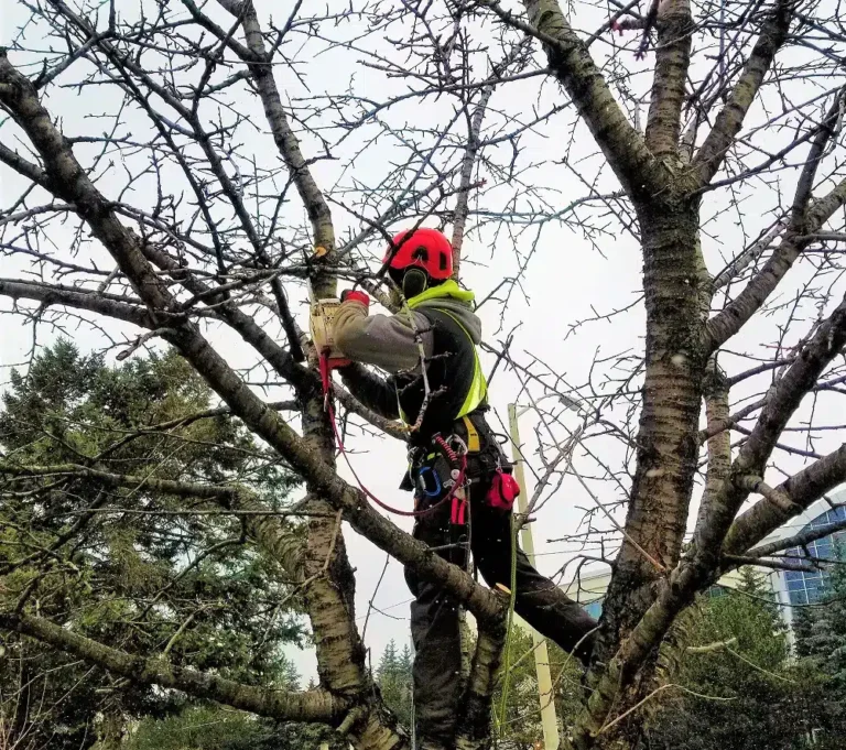 Tree Trimming Service Tree pruning