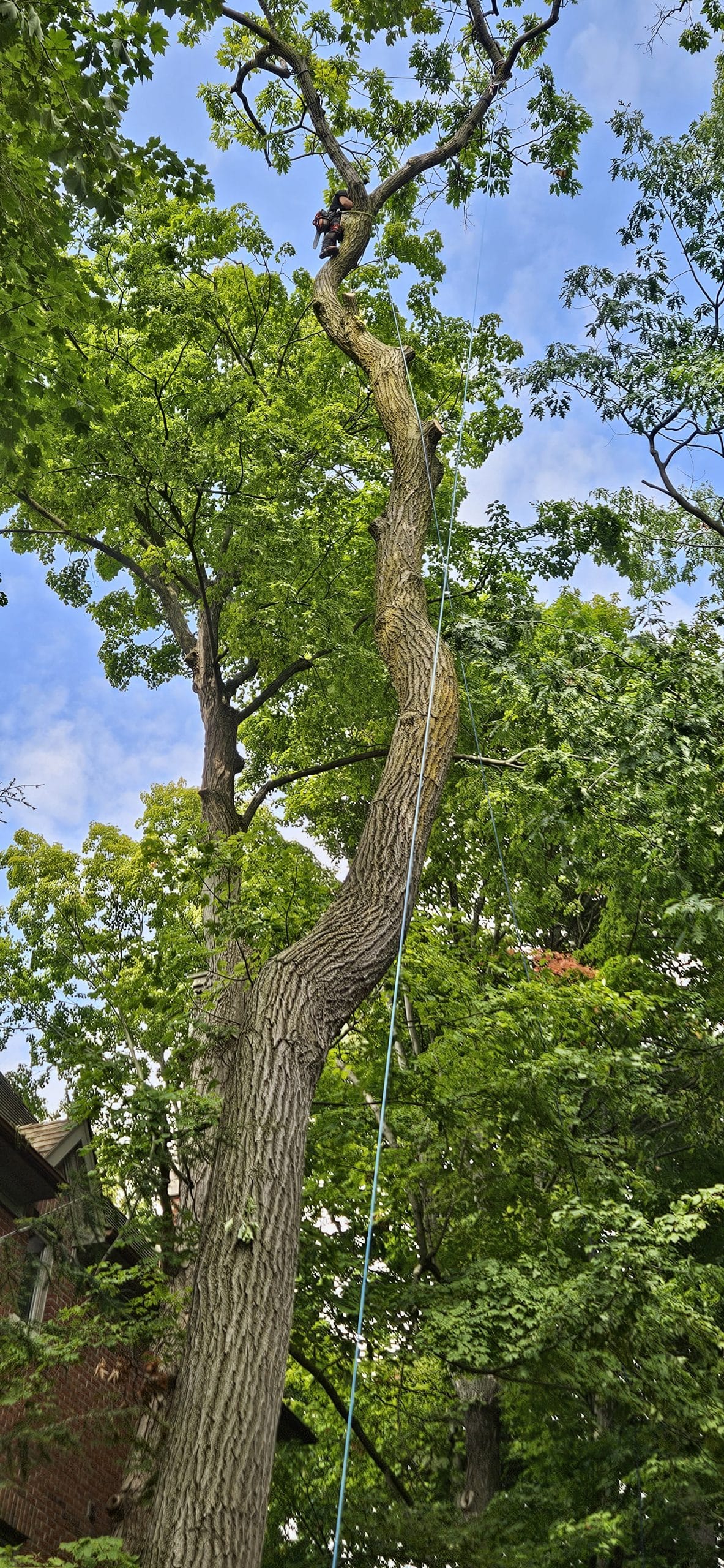 Tree Removal Oakville Safe, Insured, & Fast Tree Removal Near Me