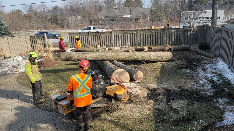 lot tree clearing York Toronto