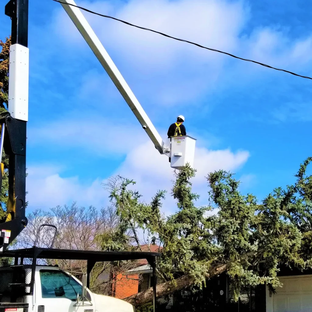 The real tree masters tree removal