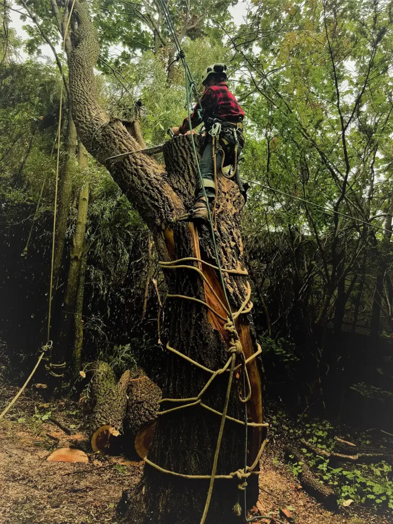 Tree Removal Company Mississauga