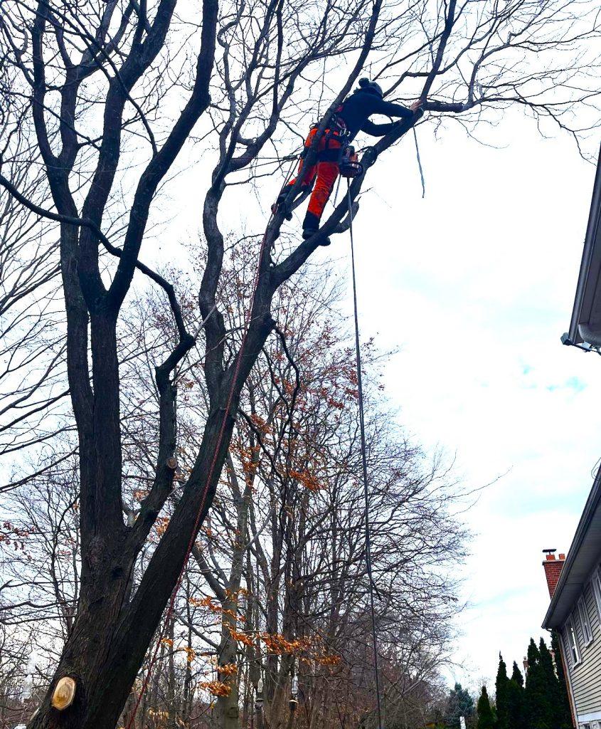 Tree removal etobicoke 1