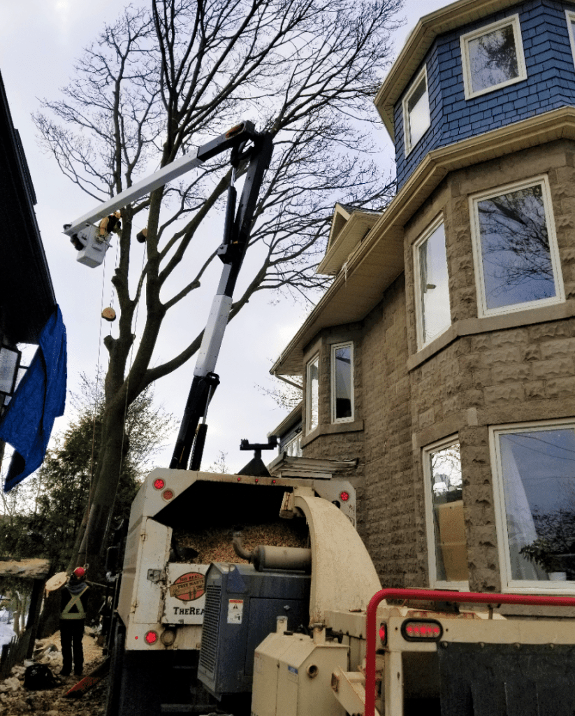 Tree services vaughan 4