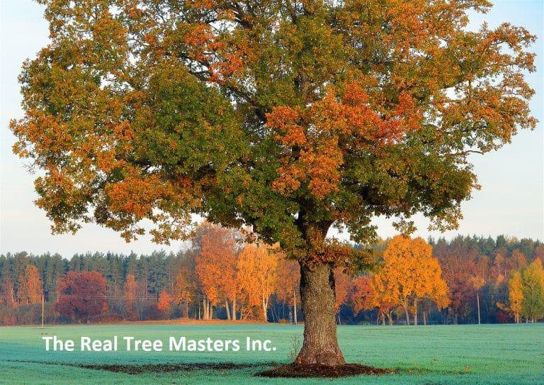 arborist report 768x543 1