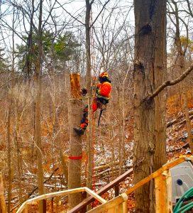Toronto Arborist | Tree Removal, Tree Pruning & Trimming Services