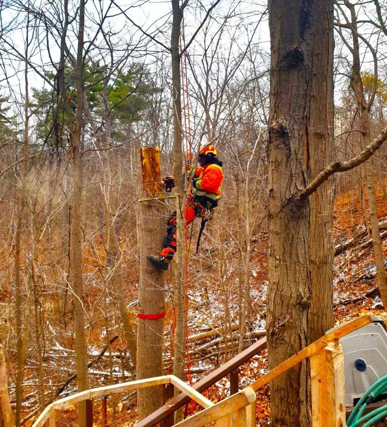 Arborist Toronto | ISA Certified Arborist Near Me