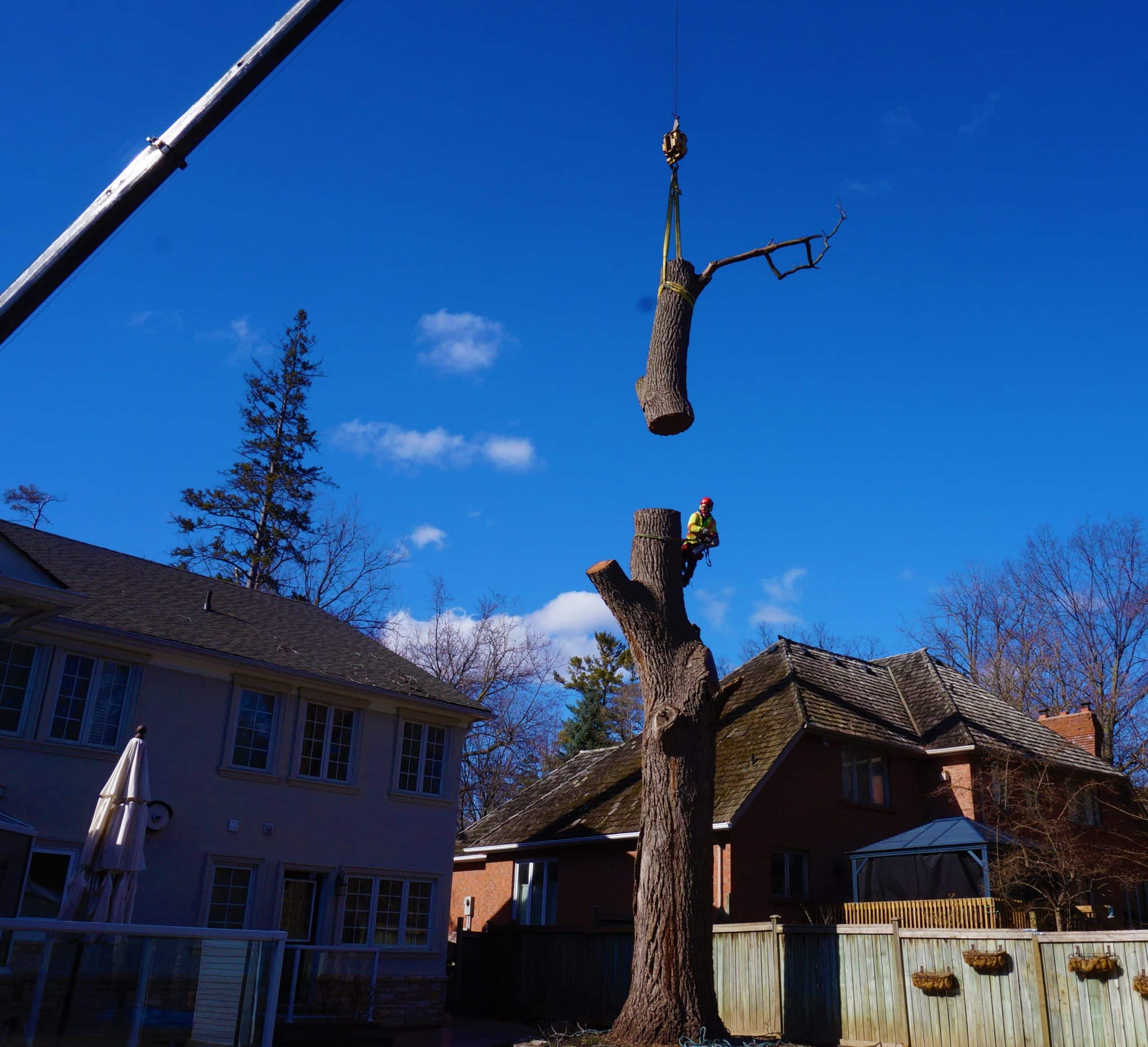 Crane tree cutting Milton scaled 1