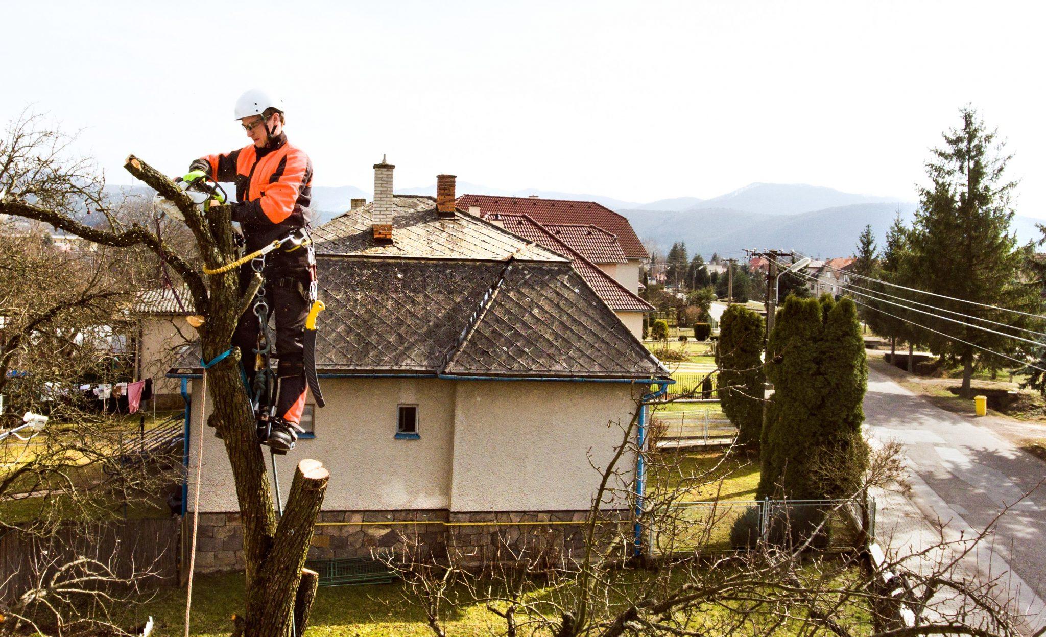 Tree removal cutting toronto