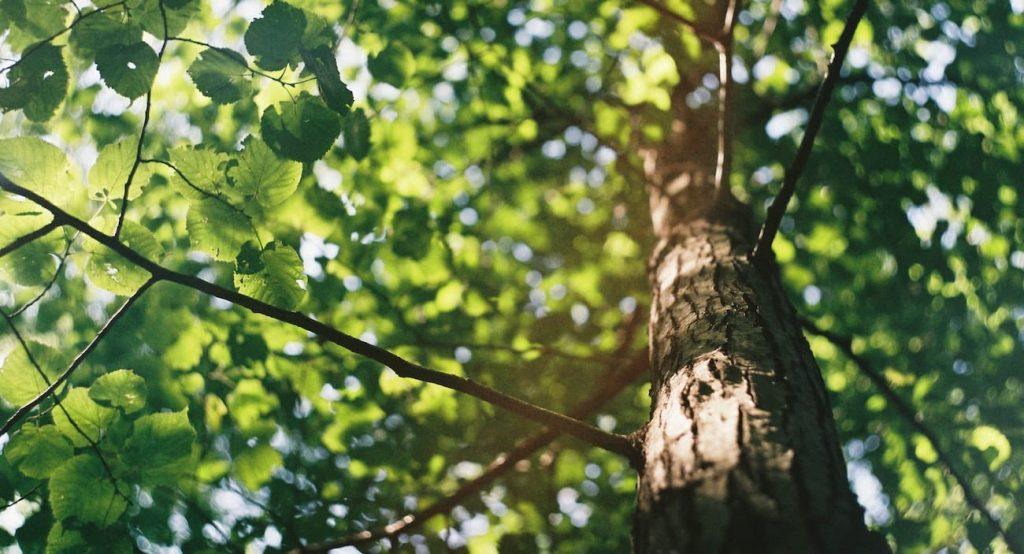 tree inventory
