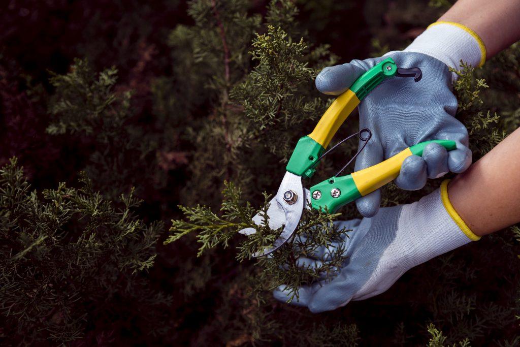 Proper Tree & Shrub Fertilization