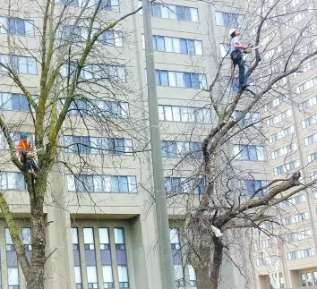 Tree Pruning Toronto