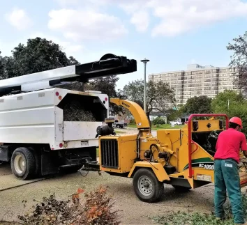 Tree Service Toronto 1