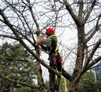 Tree Trimming Service Tree pruning